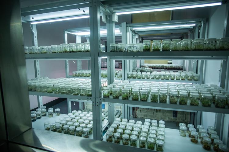 生物育種,資源定向培育,油脂綠色加工,裝備制造等工程領域的高新技術(shù)