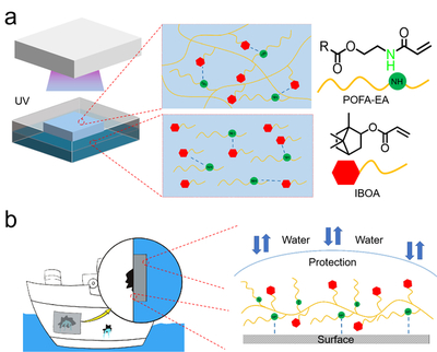 我校邱仁輝教授、劉文地教授團隊在生物基水下膠黏劑研發取得進展